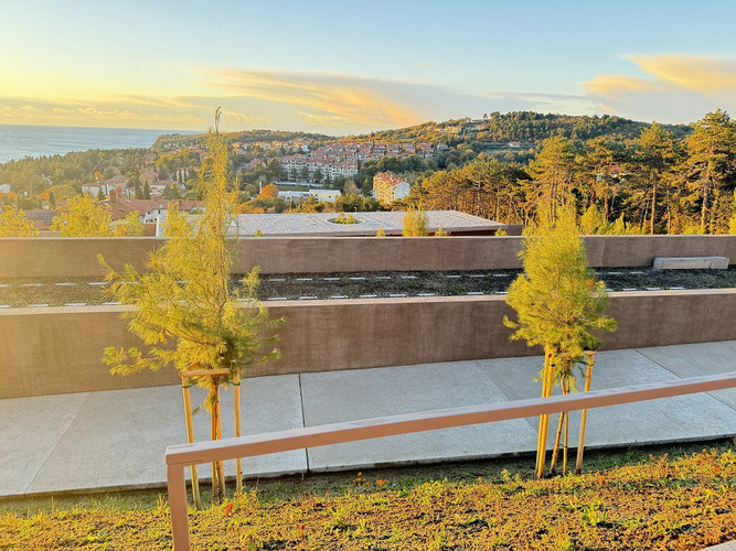 Pokopališče Ankaran 10